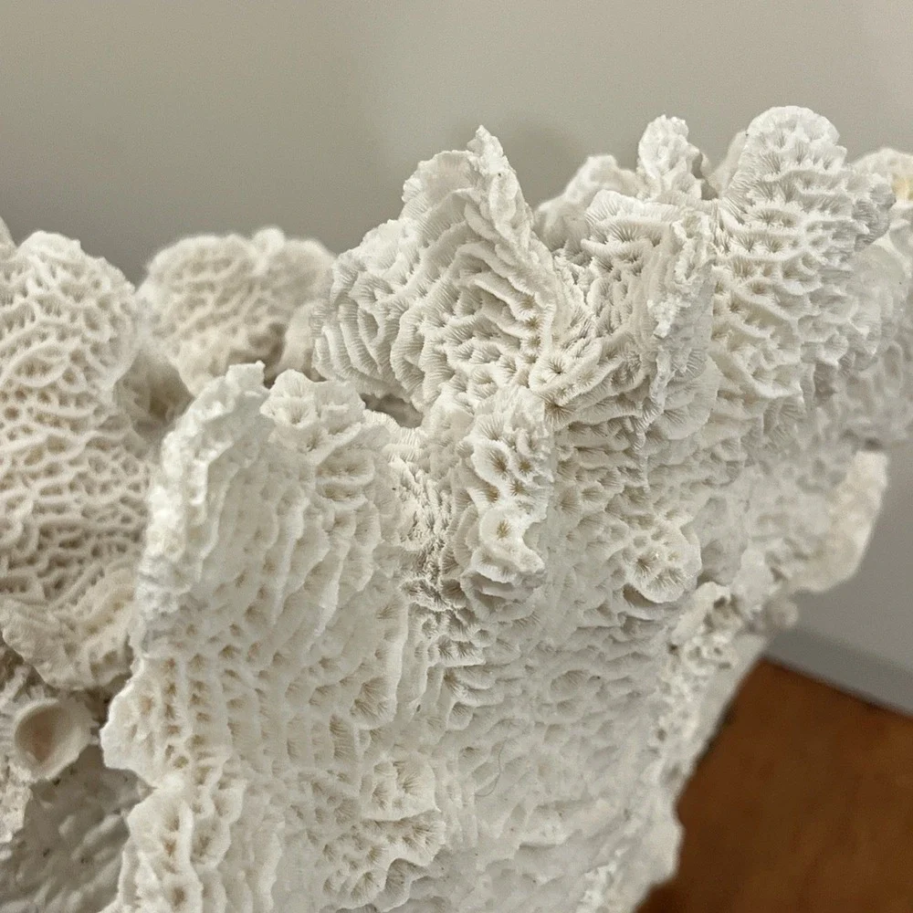 Huge Natural Lettuce Coral Skeleton Reef Specimen Coastal Shelf Decor 14x10.5x8